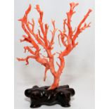 CORAL BRANCH SPECIMEN, H 7 1/2", W 6": Mounted on a wood base.