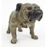 Cold painted bronze model of a bulldog, 19cm long : FOR CONDITION REPORTS AND TO BID LIVE VISIT