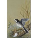 K. Brandwood - Watercolour of a pied wagtail on a branch, mounted and framed, 35cm x 21cm : For