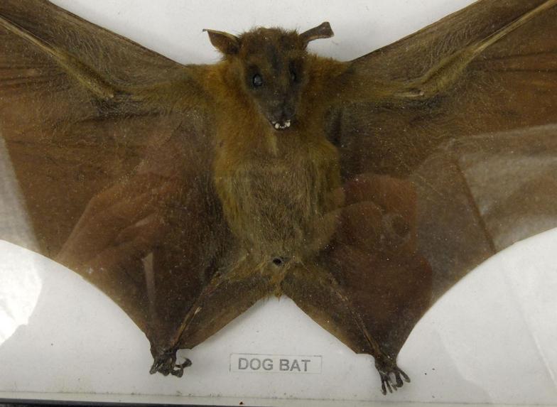 Taxidermy interest stuffed and mounted dog bat and pipistrelle bat, the largest 39cm high : For - Image 2 of 3