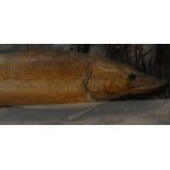 Taxidermy interest stuffed pike in a white painted wooden case, 96cm wide : For Condition Reports