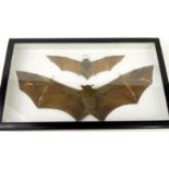 Taxidermy interest stuffed and mounted dog bat and pipistrelle bat, the largest 39cm high : For