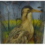 Taxidermy interest stuffed bittern bird amongst foliage in a glass case, 66cm high : For Condition