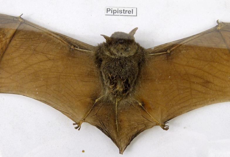Taxidermy interest stuffed and mounted dog bat and pipistrelle bat, the largest 39cm high : For - Image 3 of 3