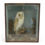 Taxidermy interest stuffed owl mounted in a display case, 43cm x 38cm : For Condition reports please