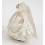 Large carved Italian cameo conch shell decorated with maidens, 20cm long : For Condition reports