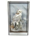 Taxidermy interest stuffed snowy owl mounted in a display case, Animal Instincts paper label to