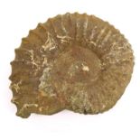 Large ammonite fossil, 39cm wide : For Condition Reports please visit www.eastbourneauction.com