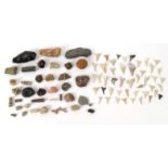 Collection of fossils and shark's teeth, the largest item 7cm long : For Condition Reports please