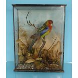 Taxidermy bird in display case : For Condition Reports please visit www.eastbourneauction.com