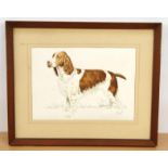 Watercolour of a spaniel, mounted and framed, 37cm x 26cm excluding the mount and frame : For
