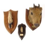 Taxidermy interest stuffed antelope with brass crest, mounted on a wooden shield shaped base, the