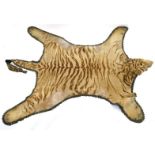 Large taxidermy interest tiger skin rug with beaded glass eyes, 270cm long : For Condition Reports