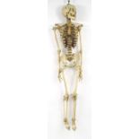 Antique skeleton, 163cms tall : For Condition Reports Please visit www.eastbourneauction.com