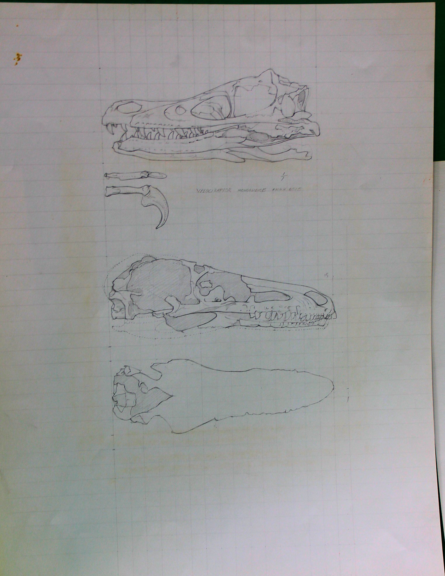 COOTE, MICHAEL; x four studies of dinosa - Image 3 of 5