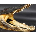 A large and impressive antique Victorian American taxidermy Alligator skull.