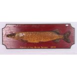 A large wooden faux taxidermy pike mounted onto an oversized wooden painted board with resin set