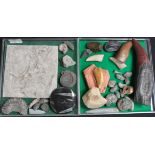 A collection of fossils to include large