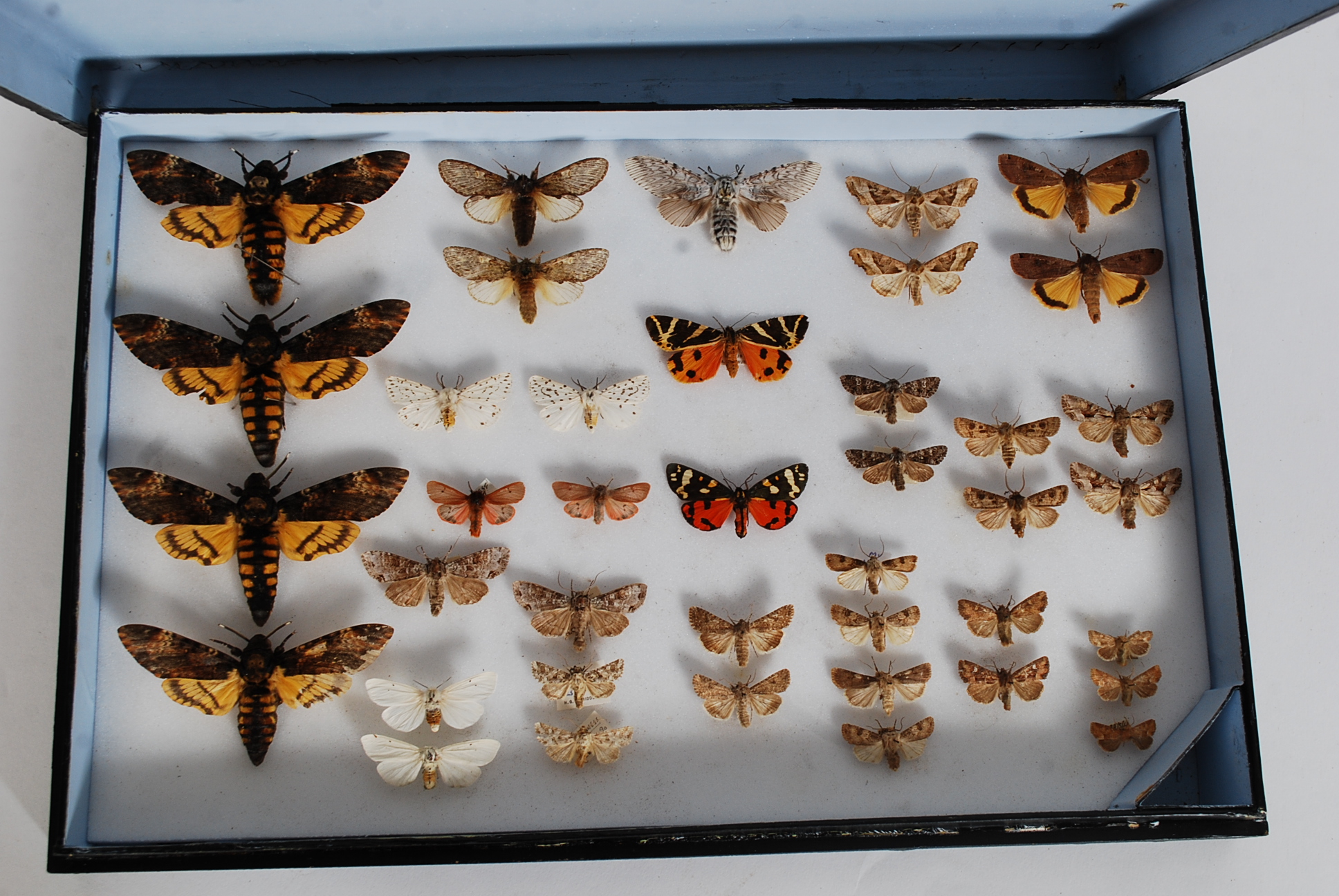 A collection of cased taxidermy vintage British Moths,