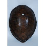 A large 19th Century Turtle shell,