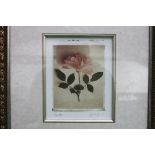 Print of a rose signed H12 W10 framed an