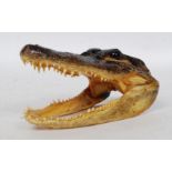 A small  American taxidermy Alligator skull.