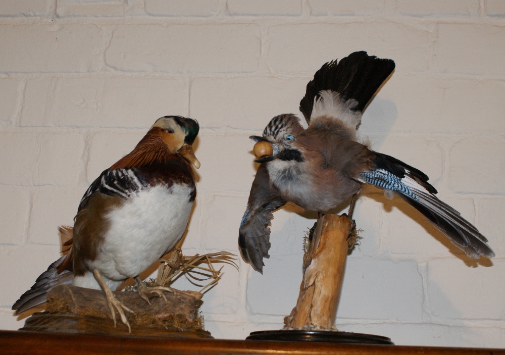 Two taxidermy specimens - Mandarin Duck and Blue Jay