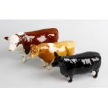 Five Beswick studies of cows and bulls. To include 'Aberdeen Angus', 'Ch. Sabrina's Sir Richmond