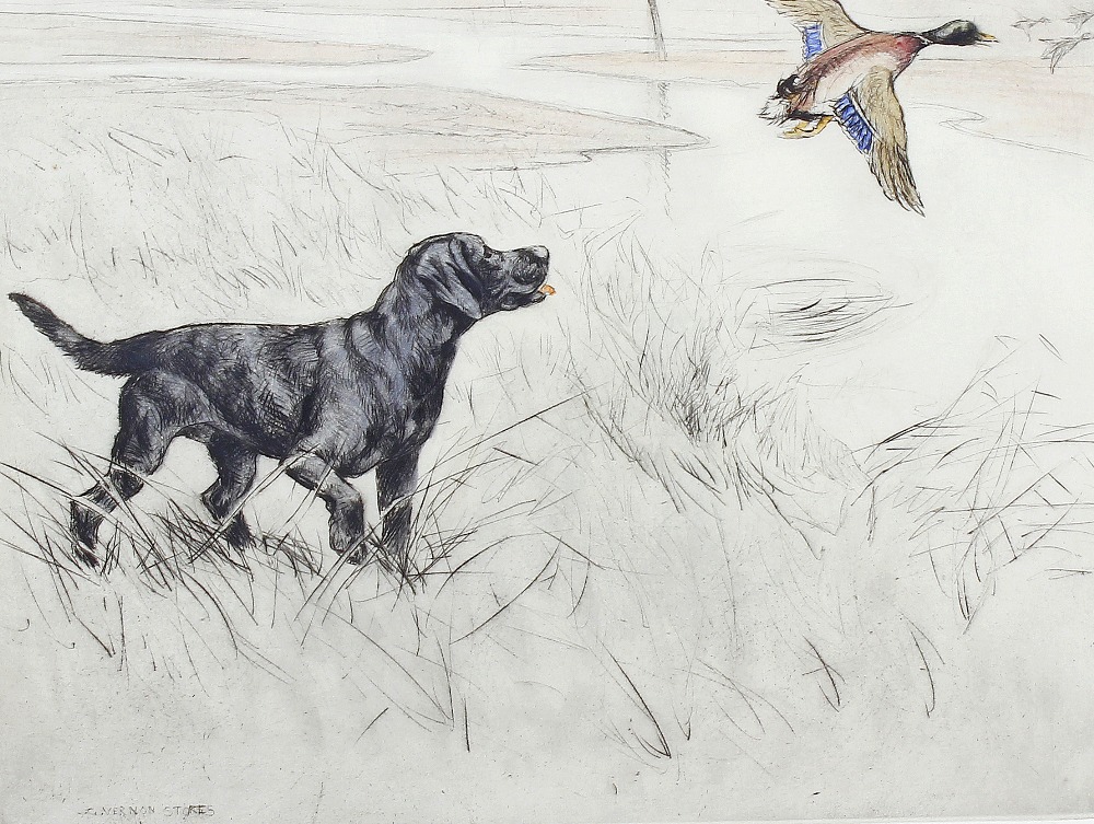 George Vernon Stokes (1873-1954) Limited edition coloured etching Black Labrador putting up ducks