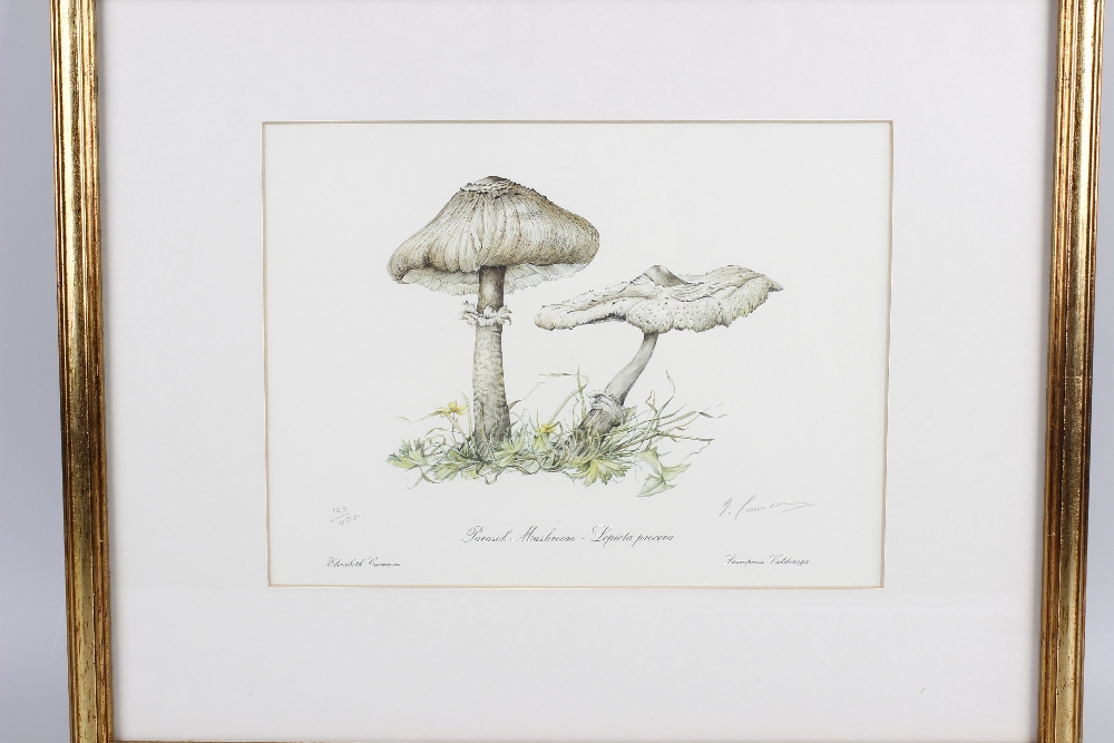 Two botanical studies (20th century). The first a limited edition print 123/400 depicting a - Image 2 of 2