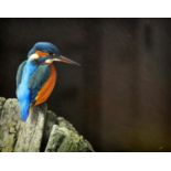 N. OLIVER (CONTEMPORARY) - Kingfisher on