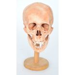 A resin model of a skull with fanged teeth mounted on a turned wooden display pedestal, height 30cm.