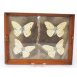 An Edwardian walnut framed two handled serving tray decorated with painted butterfly forms cut out