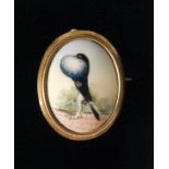 An Edwardian oval ceramic pin brooch depicting a pouter bird (Norwich cropper) strutting on a roof