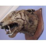 Taxidermy: A Natural History Specimen "Head of Tiger Snarling" mounted on shaped wooden back board,