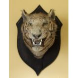 Taxidermy: A natural history Specimen, "Head of a Tigress,