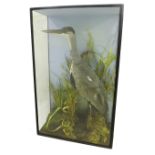 Taxidermy -  study of a standing heron amidst reeds and foliage, ebonised glass case, the case 30"