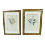 Bouquet after Turpin - 'Melastoma', colour print, 16" x 10", birds eye maple frame; together with