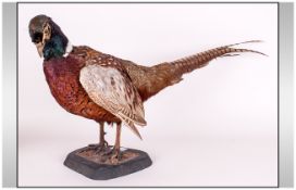 Taxidermy - Wildfire Figure ' Ring Neck Pheasant ' Standing Position. Good Condition. 27 Inches In