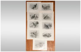 Set Of 9 Monochrome Bird Prints After Drawings By Frohawk. All game birds/sporting interest. Circa