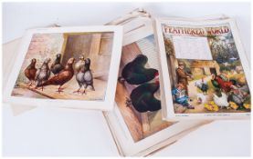 The Feathered World Collection Of 83 Loose Chromolithograph Plates, All Early 20thC