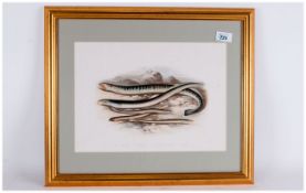 LOTS 223-249 - Rev W. Houghton. M.A.F.L.S. Fish Prints from his Great Work. British Freshwater