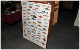 Poster Indo Pacific Temperate Fish, Poissons Templers De Lindo Pacifique, Scandinavian Fishing