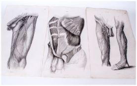 Lizars - 18 Rare Medical Folio Sized Engravings of Male and Female Genitalia and Childbirth for