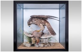 Taxidermy Bird of Prey Figure - Victorian ' Peregrine Falcon with Prey ' Cased and Mounted, Later