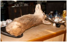 Taxidermy Royal Red Stags Head, 8 Points, Neck Mounted On An Oak Shield. Height 55 Inches