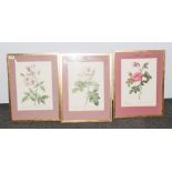 P.J .Redoute Set of Three Coloured Prints of Roses. Lemaire Sculpt. Frame and Glazed. 26 x 18