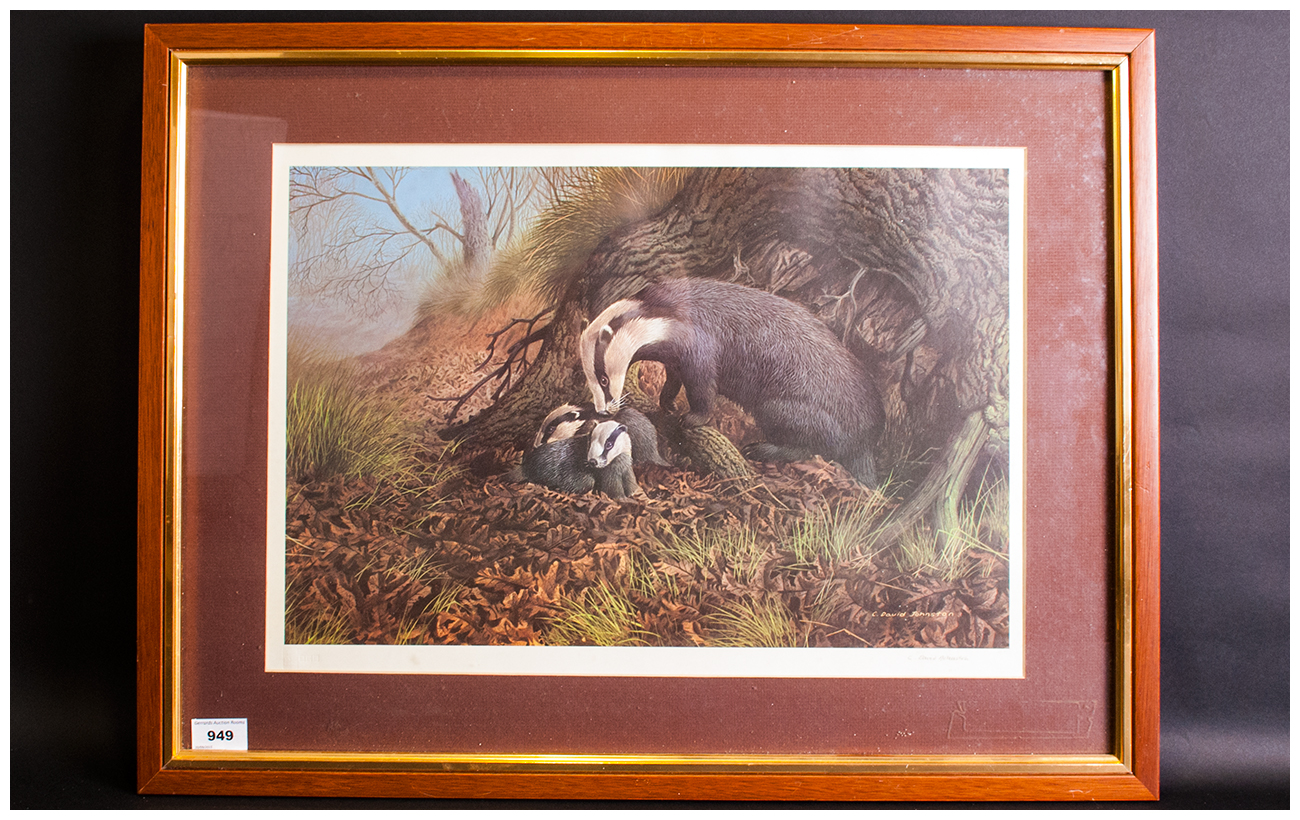 C David Johnston 1946 Limited Edition And Pencil Signed By The Artist Colour Print, Badger And