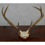 Pair of antlers on a walnut shield plaqu