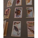 Album of cigarette cards, trade cards, a